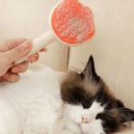 Brosse a Vapeur Pour Chat et Chien
